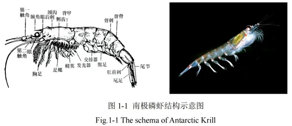 吃北极甜虾 少见南极磷虾开元棋牌网站为何我们常(图3) 吃北极甜虾 少见南极磷虾开元棋牌网站为何我们常(图3)