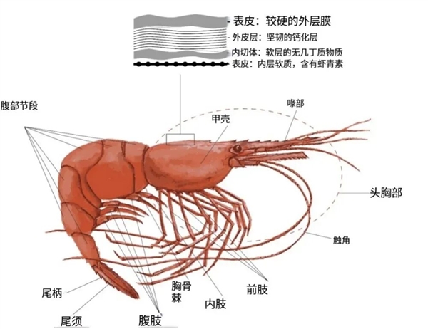吃北极甜虾 少见南极磷虾开元棋牌网站为何我们常(图9) 吃北极甜虾 少见南极磷虾开元棋牌网站为何我们常(图9)