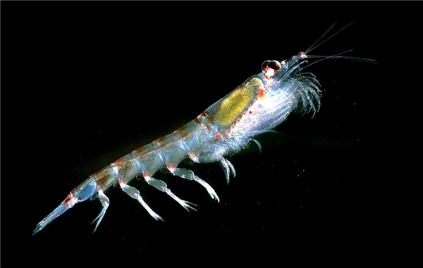 吃北极甜虾 少见南极磷虾开元棋牌网站为何我们常(图7) 吃北极甜虾 少见南极磷虾开元棋牌网站为何我们常(图7)