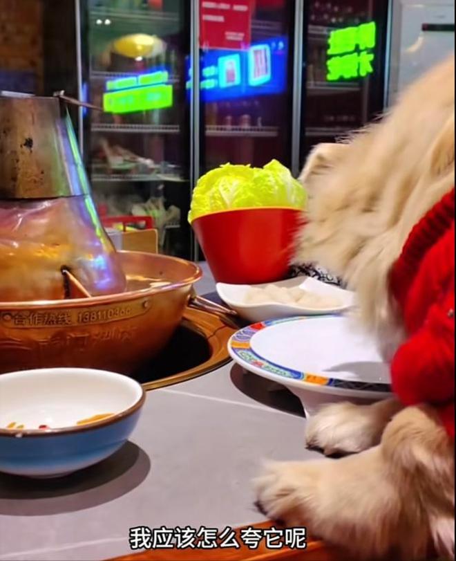 正脸曝光是惯犯逆天言论被扒还在旅游开元ky棋牌女子带狗上桌吃肉后续：(图5)