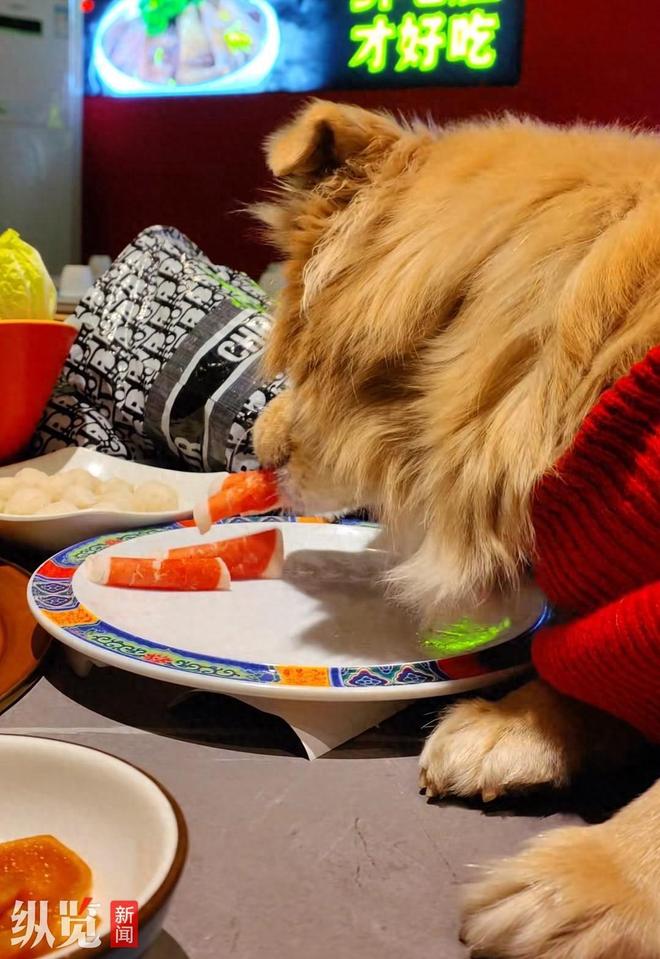 正脸曝光是惯犯逆天言论被扒还在旅游开元ky棋牌女子带狗上桌吃肉后续：(图7)