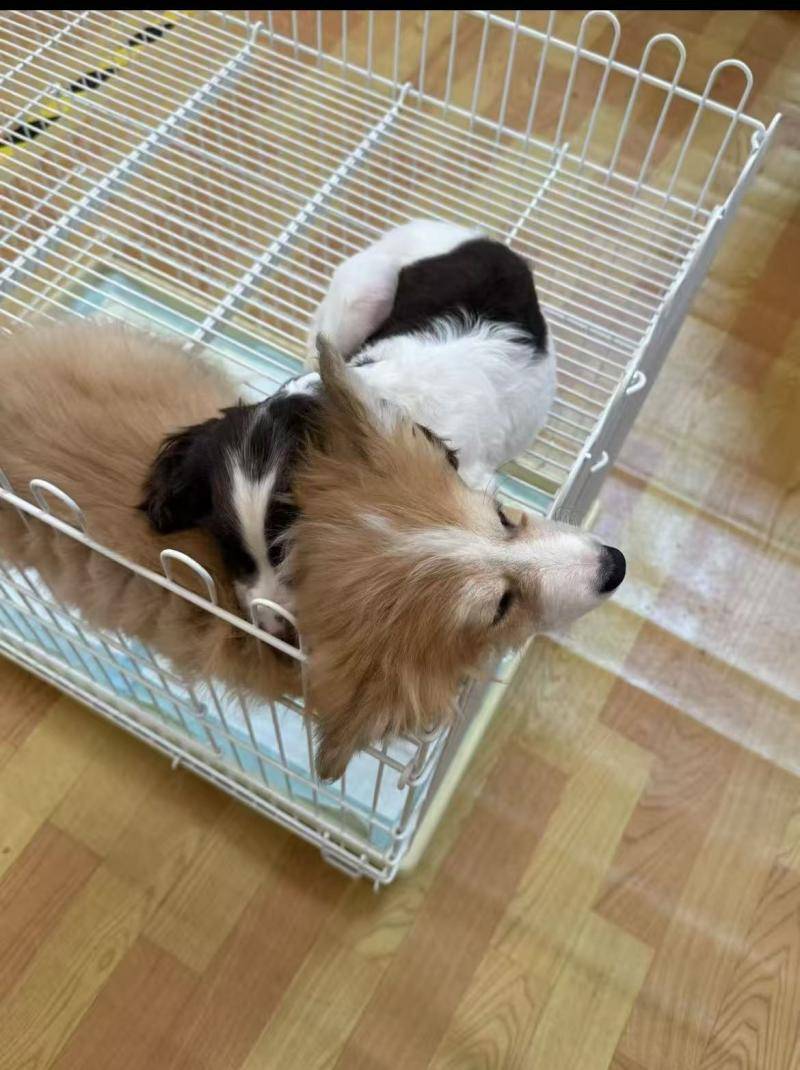 00亿大关 90后是养宠主力军｜数据看板