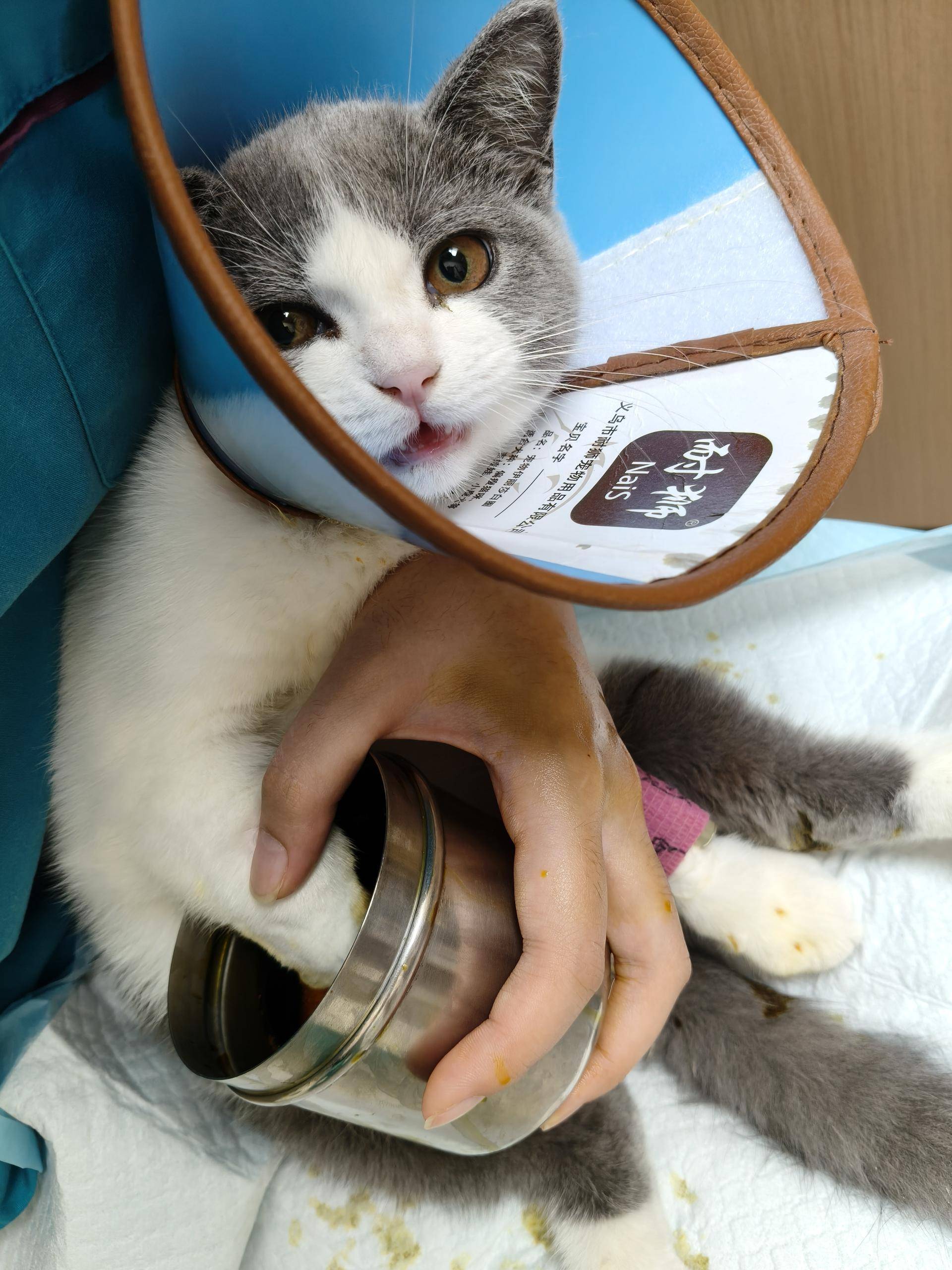 业猫科服务多项业务齐全守护猫咪健康生活开元ky棋牌重庆宠物医疗优选瑞派名望专(图1)