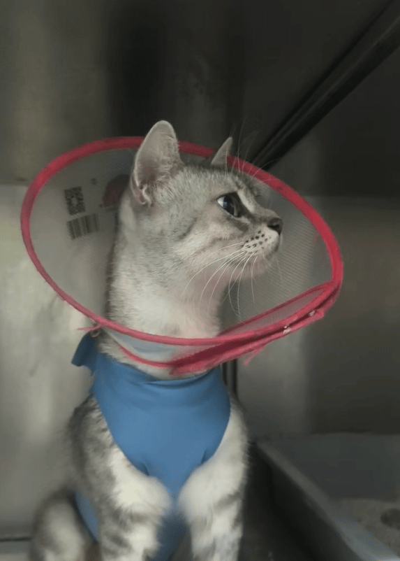 业猫科服务多项业务齐全守护猫咪健康生活开元ky棋牌重庆宠物医疗优选瑞派名望专(图2)