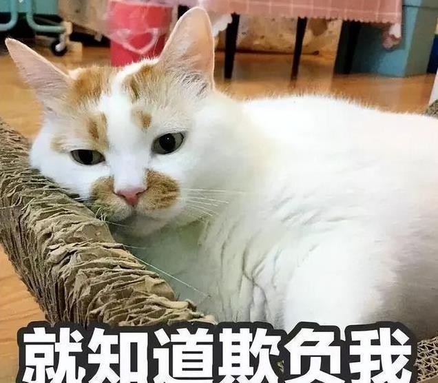 养久”了不能送人原因很真实！开元ky棋牌老人说：猫咪“(图2)