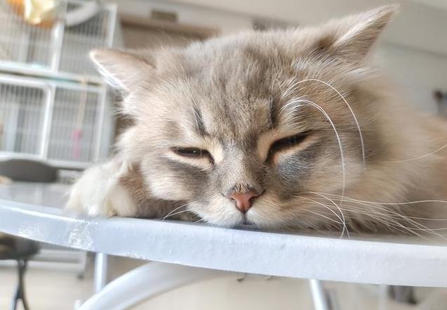 养久”了不能送人原因很真实！开元ky棋牌老人说：猫咪“(图4)