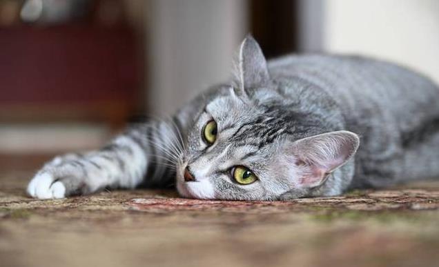养久”了不能送人原因很真实！开元ky棋牌老人说：猫咪“(图5)