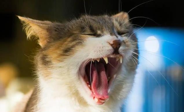 养久”了不能送人原因很真实！开元ky棋牌老人说：猫咪“(图7)