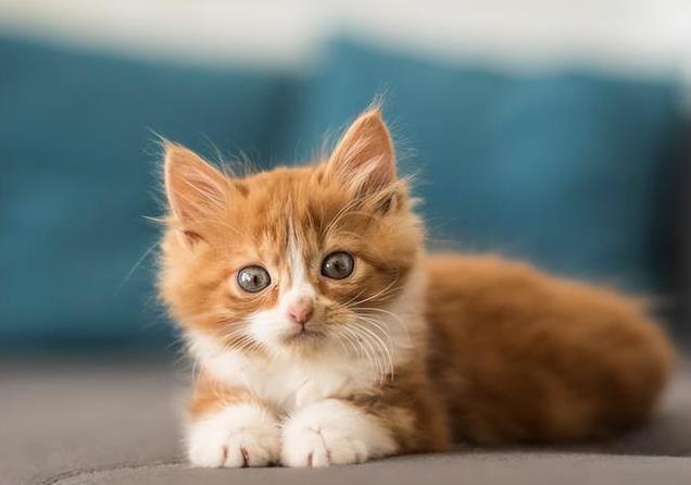 养久”了不能送人原因很真实！开元ky棋牌老人说：猫咪“(图8)