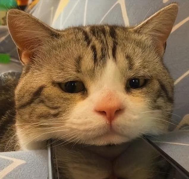 养久”了不能送人原因很真实！开元ky棋牌老人说：猫咪“(图6)