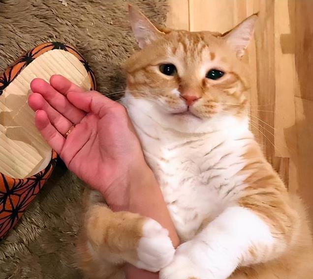 养久”了不能送人原因很真实！开元ky棋牌老人说：猫咪“(图11)