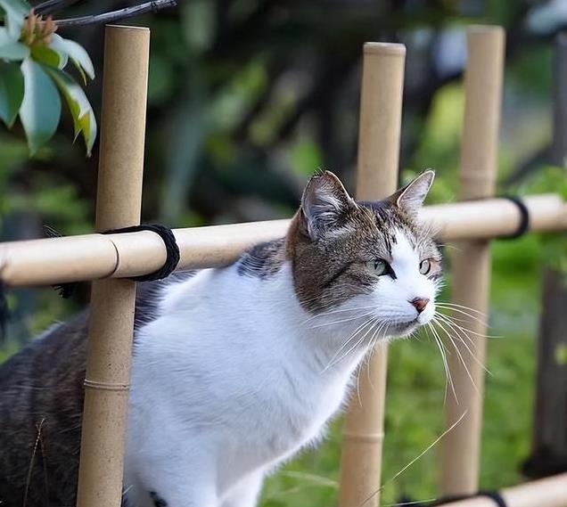养久”了不能送人原因很真实！开元ky棋牌老人说：猫咪“(图10)
