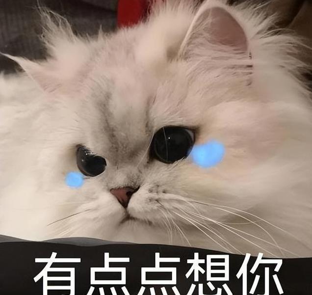 养久”了不能送人原因很真实！开元ky棋牌老人说：猫咪“(图9)